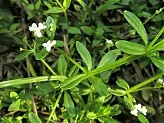 花冠は白色で、杯状に3裂するが、ときに4裂するものもある。