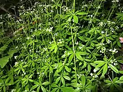 茎は叢生する。
