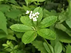 花冠は白色で、杯状に4裂する。