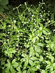 果柄は太く、分果には鉤状の毛が密生する。