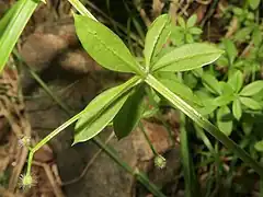 葉の裏面の中央葉脈に下向きの鉤状毛がまばらに生える。