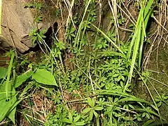 茎は下部では横に広がり、上部は斜上して、長さは20-60cmになる。