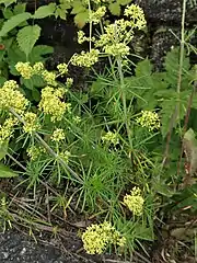 細い葉が8-10輪生し、茎にやわらかい毛が生える。