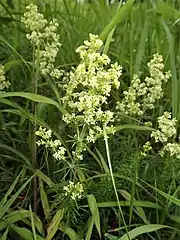 花が白色のものは「カワラマツバ」f. lacteum として区別される。