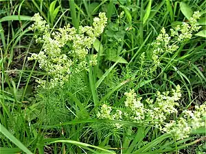 カワラマツバ。葉の幅が狭く「松葉」にたとえられる。