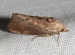 Plodia interpunctella