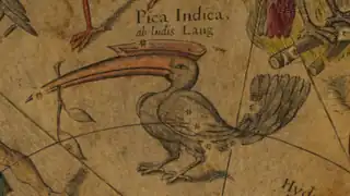 ウィレム・ブラウ製作の天球儀（1603年）に描かれた Pica Indica。