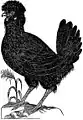 Paduan Hen