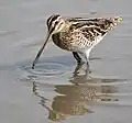 タシギG. gallinago
