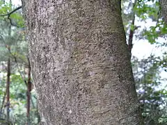樹皮