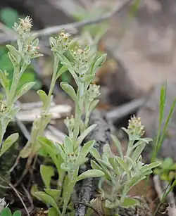 Gamochaeta pensylvanica