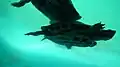ガンジススッポン