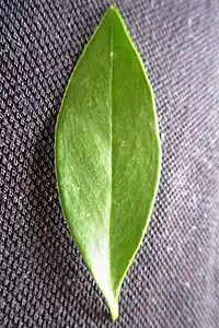 葉