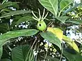 イワカワシジミの食痕がある果実（沖縄県宜野湾市、2008年12月）