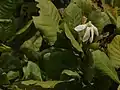 インドボックスウッド G. latifolia