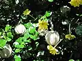 G. volkensii 葉、花、果実