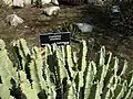 E. resinifera O.Berg