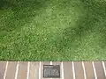 芝生に仕立てたもの