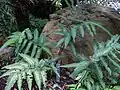 ハカタシダ