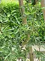 カガミグサAmpelopsis japonica