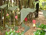 花は腋生する