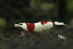 レッドビーシュリンプ