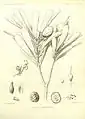 Garnieria spathulaefolia