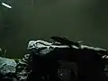 縄張りを見張るオスの成魚
