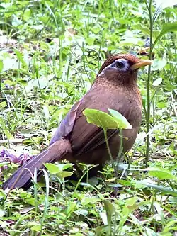 ガビチョウ