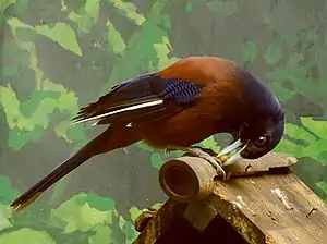ルリカケス