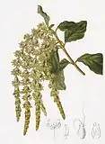 Garrya elliptica
