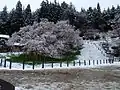 冬の臥龍桜