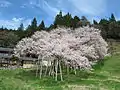 駅側から見た臥龍桜