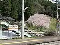 駅名標(手前)と臥龍桜(奥)(2015年4月)