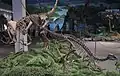 アギリサウルスを襲うガソサウルス 自貢恐竜博物館の展示