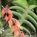 G. rawlinsonii花