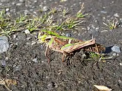 産卵中のクルマバッタ♀