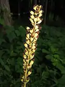 花後