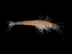 アミの1種 Gastrosaccus spinifer