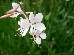 Gaura lindheimeri