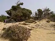 ガヴドス島の植生