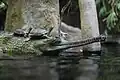 インドガビアル