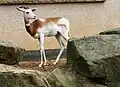 亜種ヌビアダマガゼルG. d. ruficollis