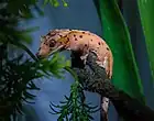 ダルメシアン柄の個体