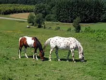 草をはむ馬たち。どちらの毛色も茶と白だが、左の馬には大きな斑文があり右の馬は原毛色に斑点が散っている。