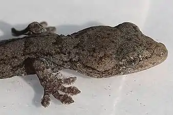 頭部