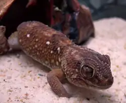 グローブヤモリ