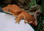 橙色の個体