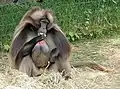 ゲラダヒヒT. gelada