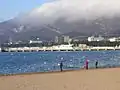 海鳥が集まる冬の浜辺